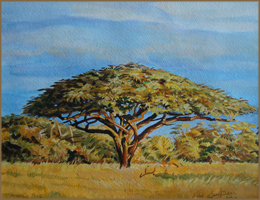 Acacia Tree (8x11 inches)